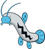 Barboach